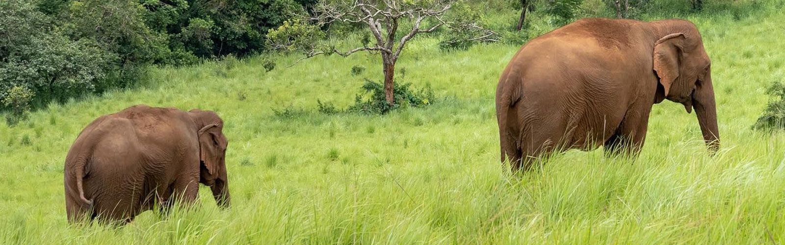 Mondulkiri Holidays | Asianventure Tours