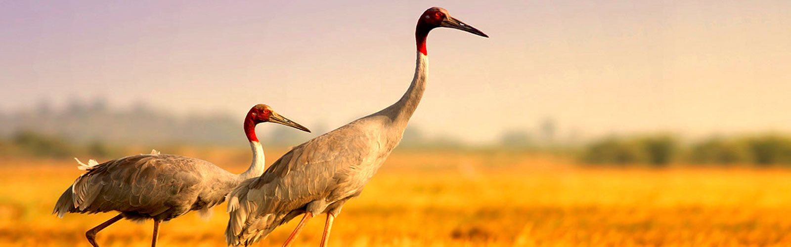 Cambodia Bird Watching