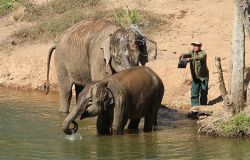 Exciting Elephant Ride In Luang Prabang
