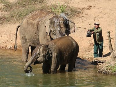 Exciting Elephant Ride In Luang Prabang