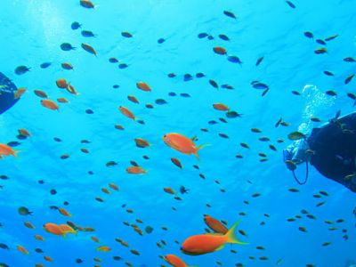 Scuba Diving Trips