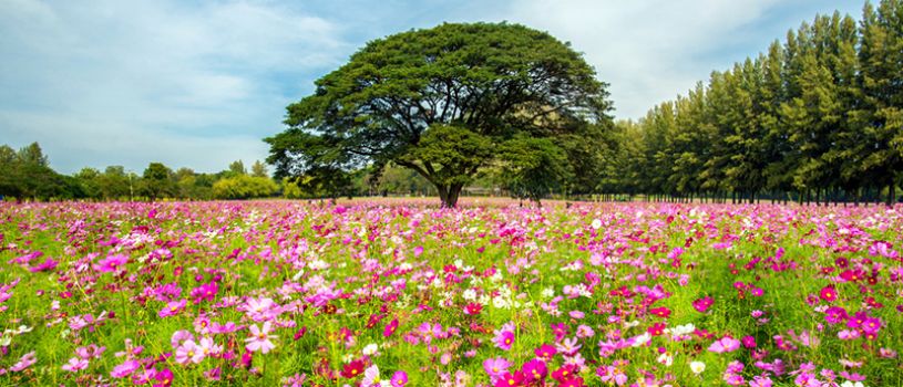 Nakhon Ratchasima Holidays